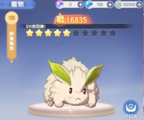 RO曙光 寵物